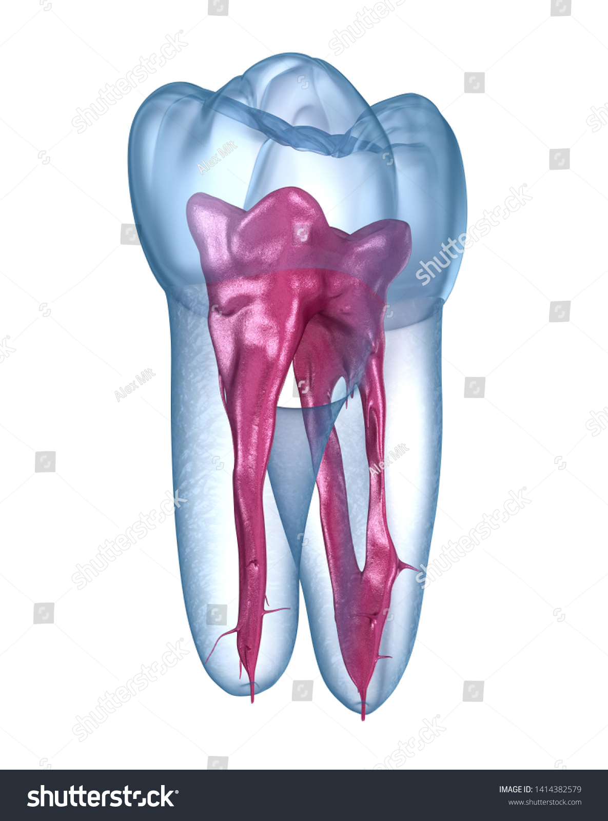 Dental Root Anatomy First Maxillary Molar Stock Illustration 1414382579 ...