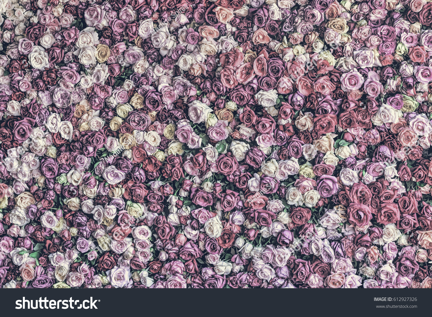 Desaturated Rose Wall Background Less Vibrant Stock Photo