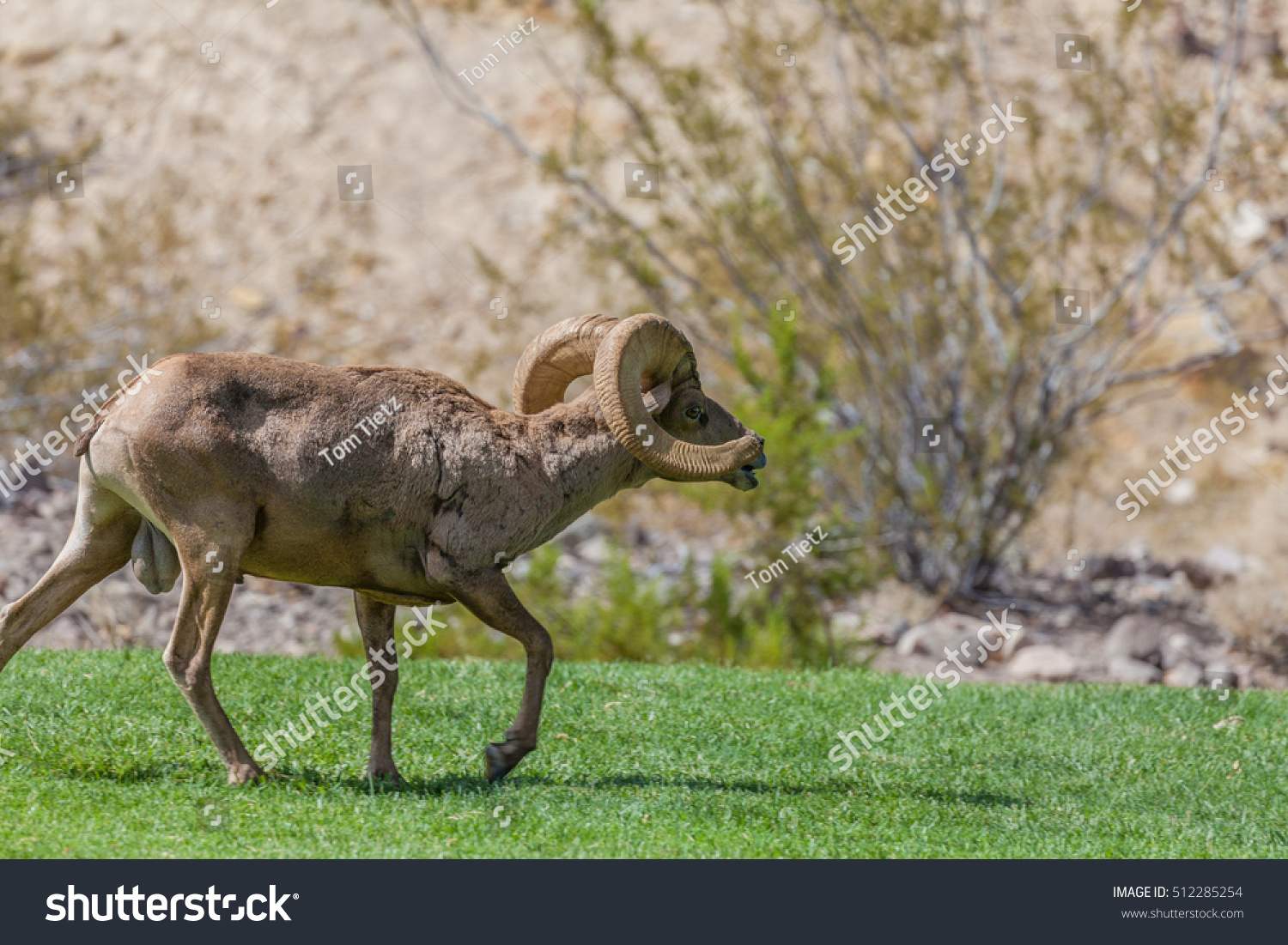 Desert Bighorn Sheep Ram In Rut Stock Photo 512285254 Shutterstock