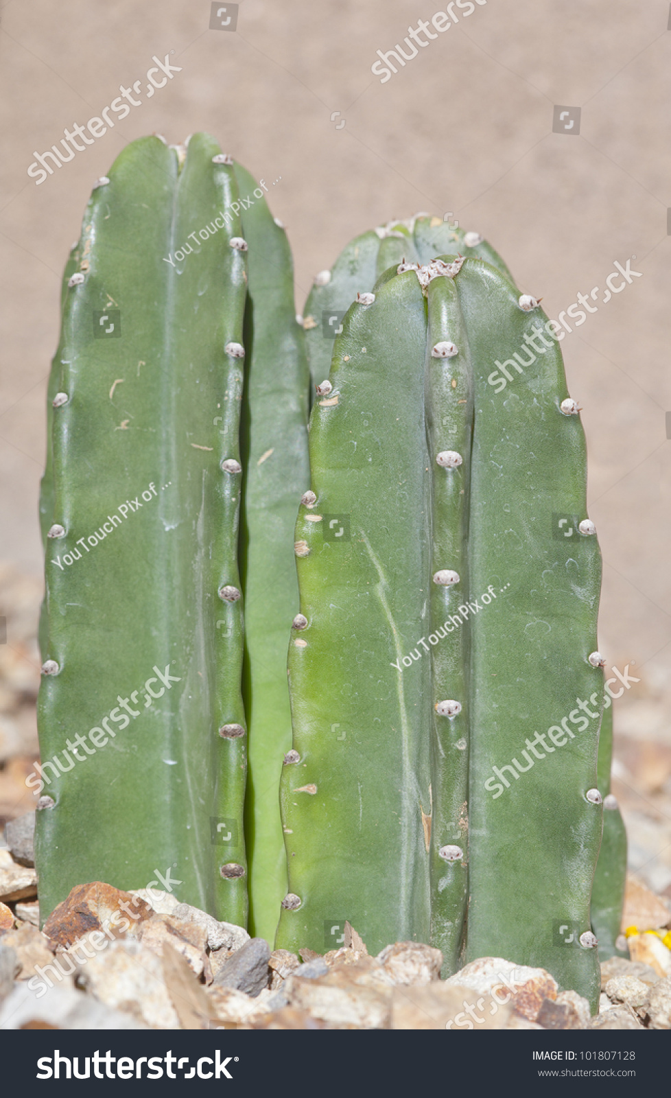 Cactus Without Thorn Images Stock Photos And Vectors Shutterstock