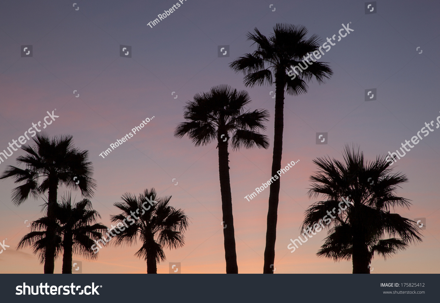 Desert Sunset Palm Trees Phoenix Arizona Stock Photo (Edit Now) 175825412