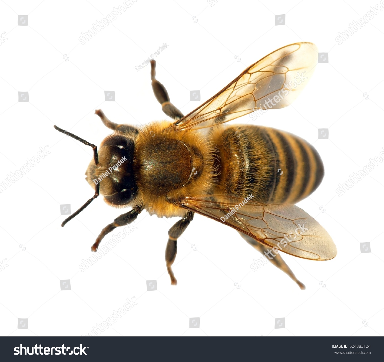 白い背景にヨーロッパまたは西洋の蜂蜜 金色のミツバチ ラテンアピス メリフェラの蜂またはミツバチの詳細 の写真素材 今すぐ編集