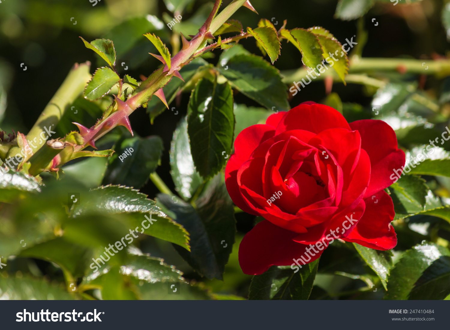 11,366 Cultivar rose Images, Stock Photos & Vectors | Shutterstock