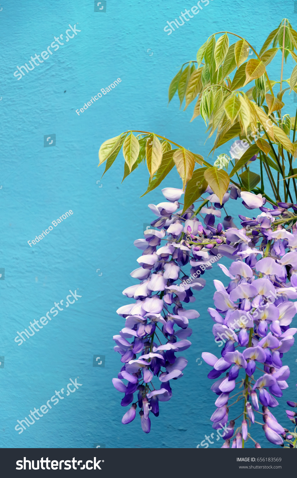 stock-photo-detail-of-wisteria-on-turquo