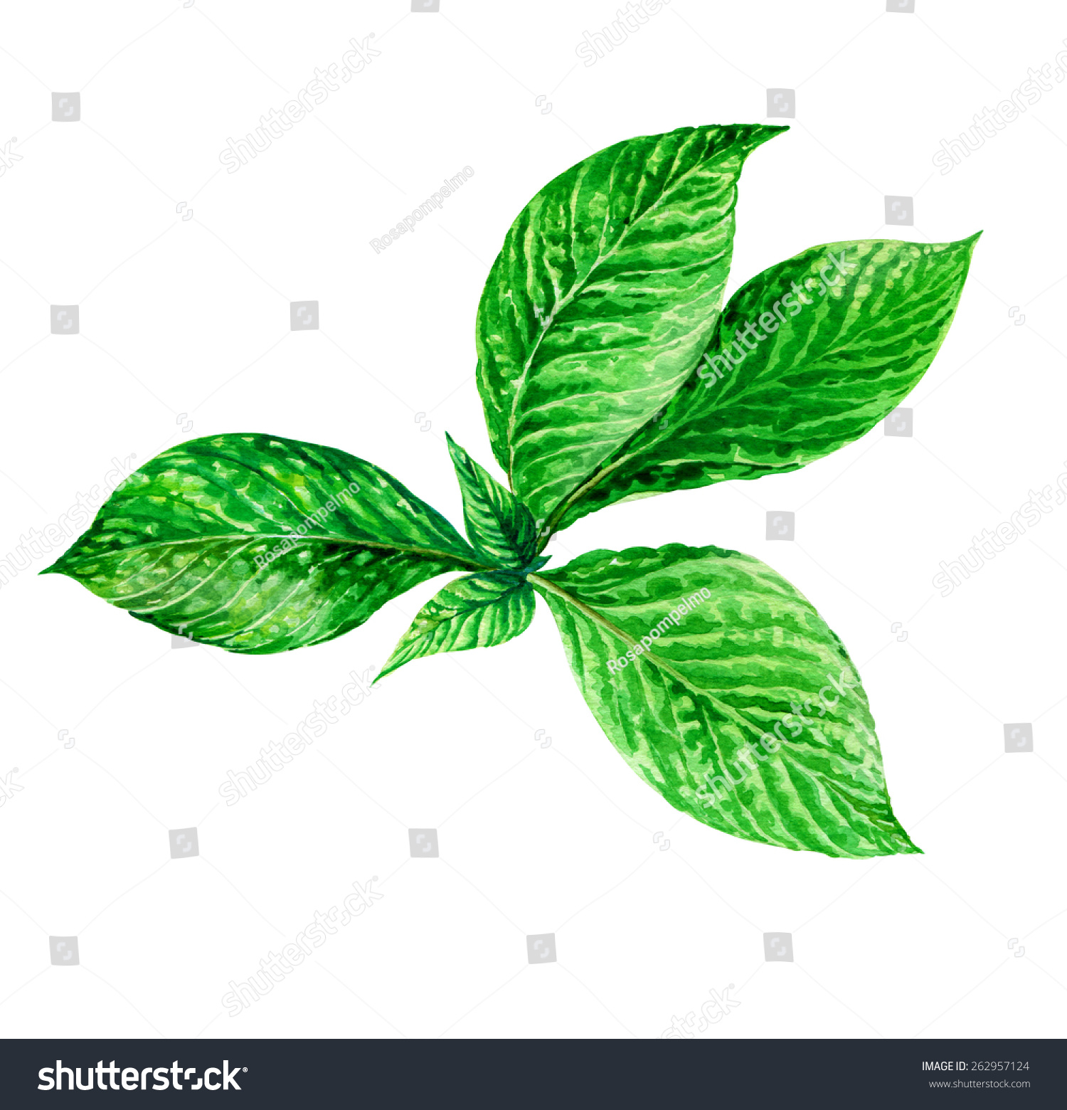 Detailed Illustration Green Leaves Mint Foliage Stock Illustration