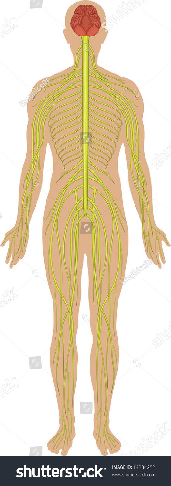Detailed Illustration Of The Nervous System - 19834252 : Shutterstock