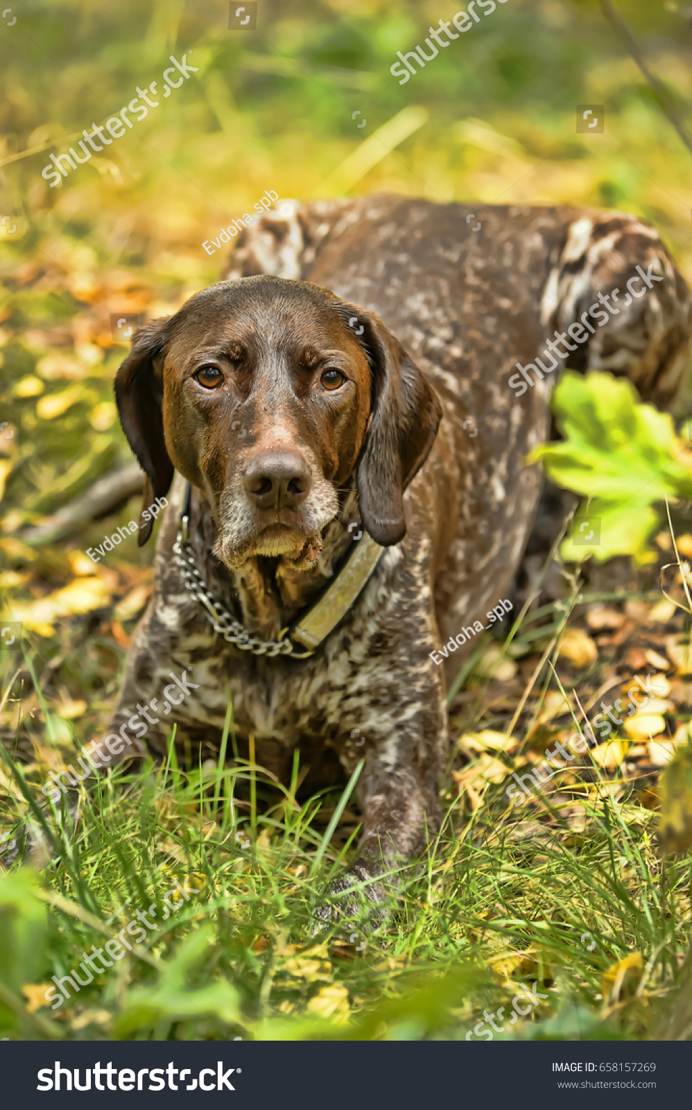 Deutsch Kurzhaar German Shorthaired Pointing Dog Stock Photo Edit