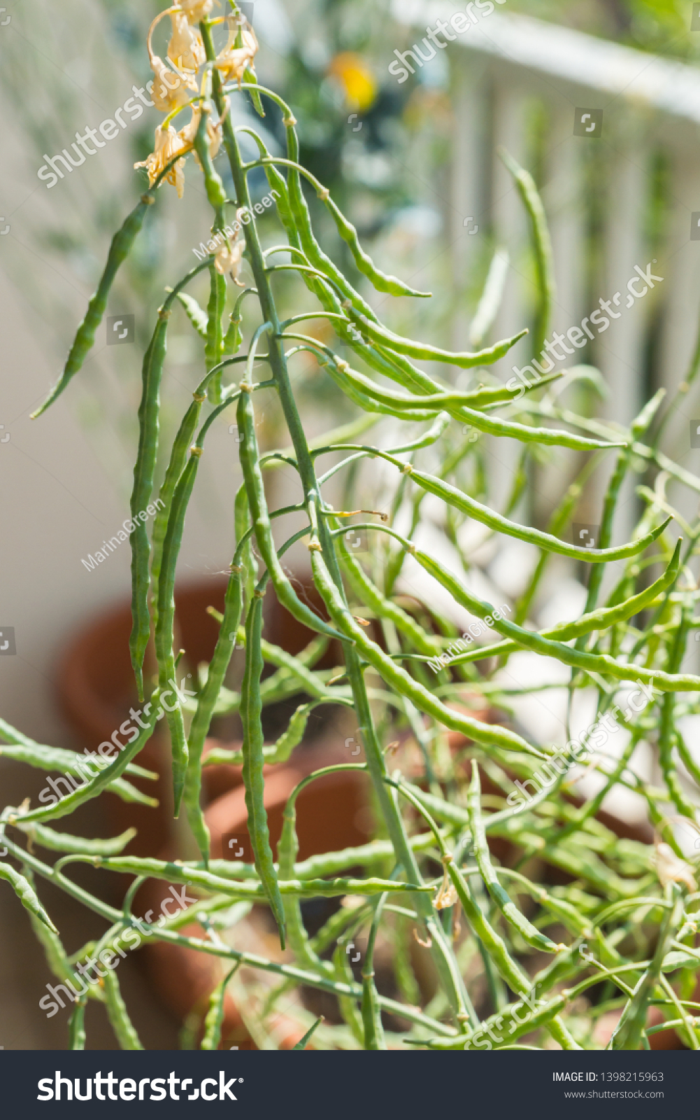 Developed Seed Pods Maturing On Stems Stock Photo Edit Now 1398215963