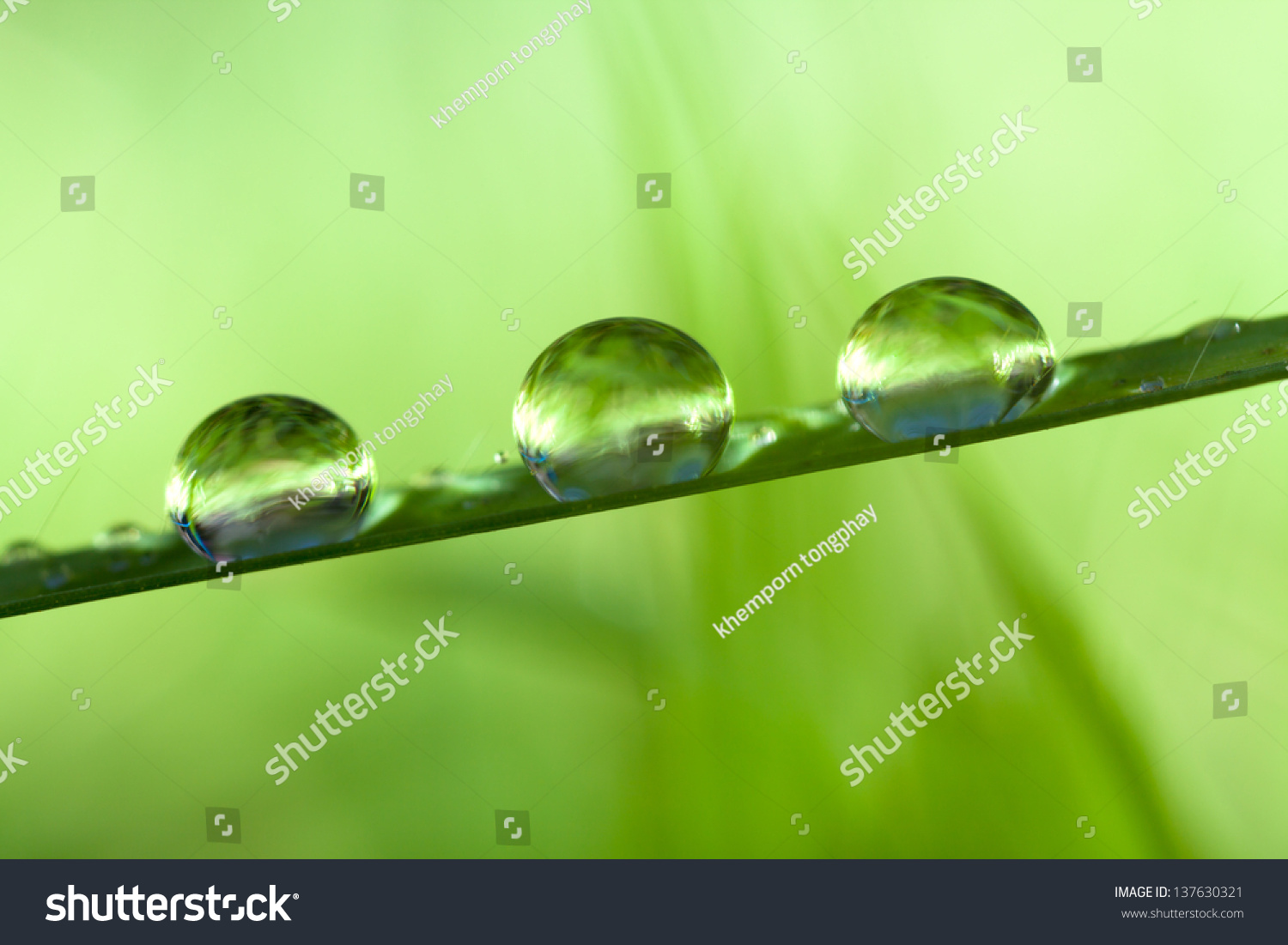 Dew Drop Stock Photo 137630321 - Shutterstock