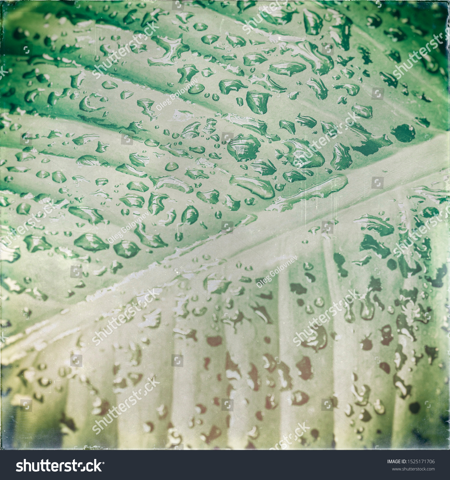  Light Gray Classic  Template Design Featuring Dew on a Green Leaf Vintage Instagram