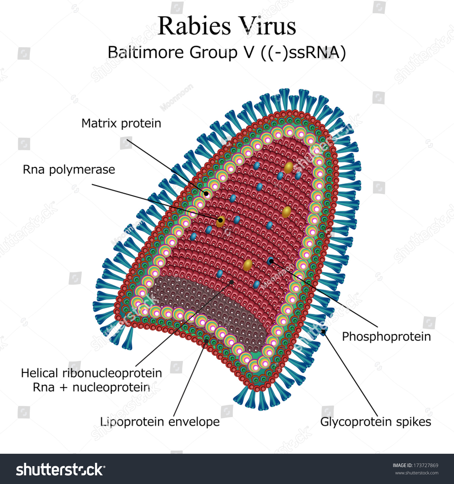 Diagram Rabies Virus Particle Structure Stock Illustration 173727869 ...