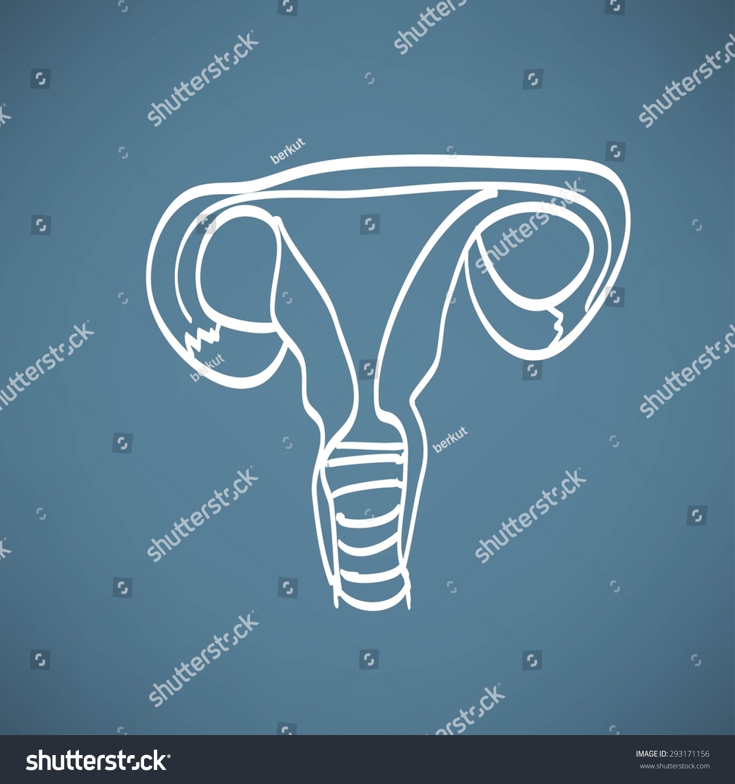 Diagram Internal Female Reproductive Organs ภาพประกอบสต็อก 293171156 Shutterstock