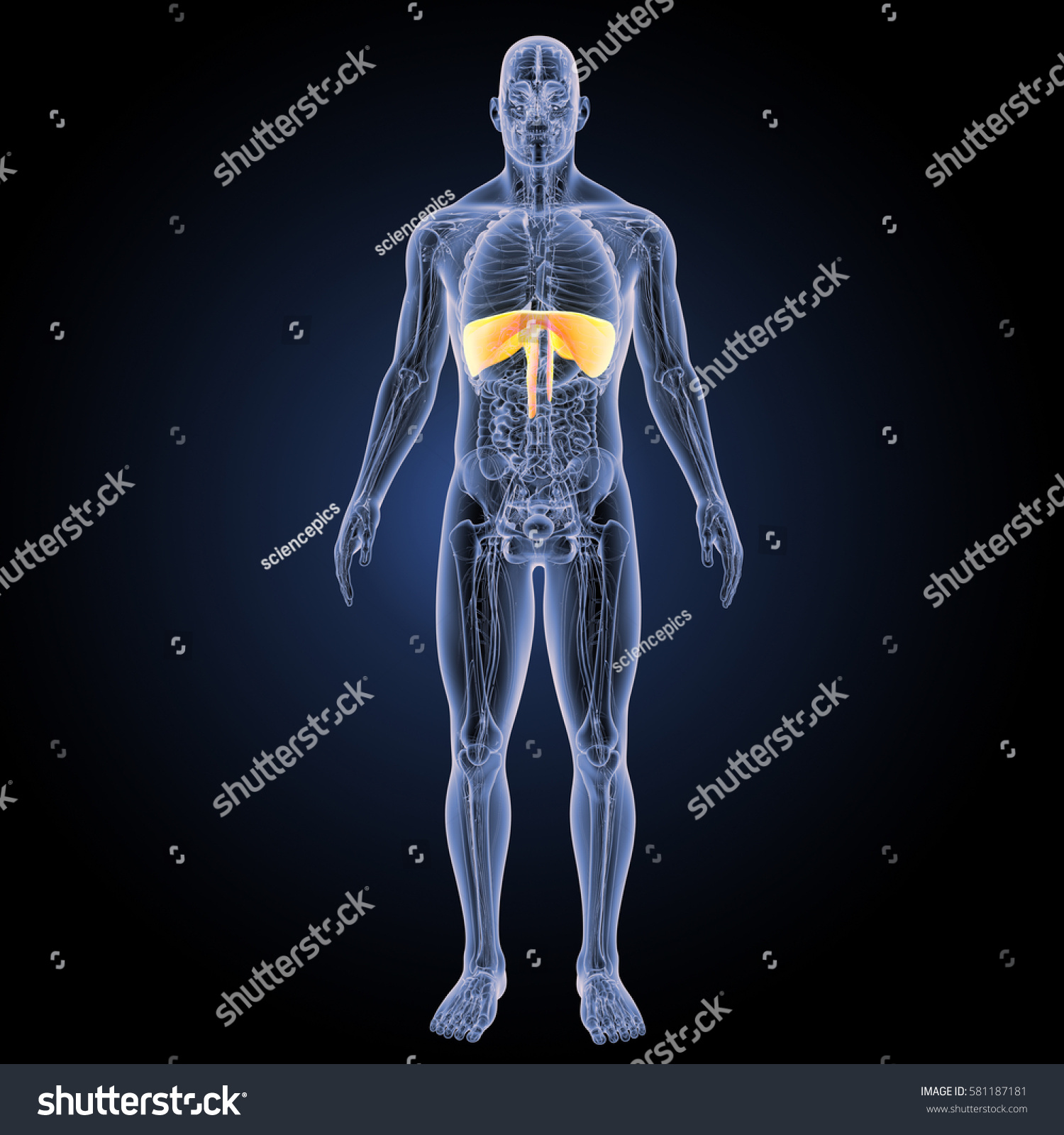 Diaphragm Anterior View 3d Illustration Stock Illustration 581187181