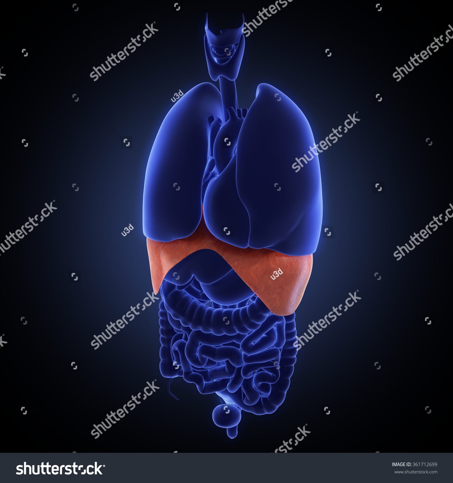 Diaphragm Human Organ Stock Illustration 361712699 | Shutterstock