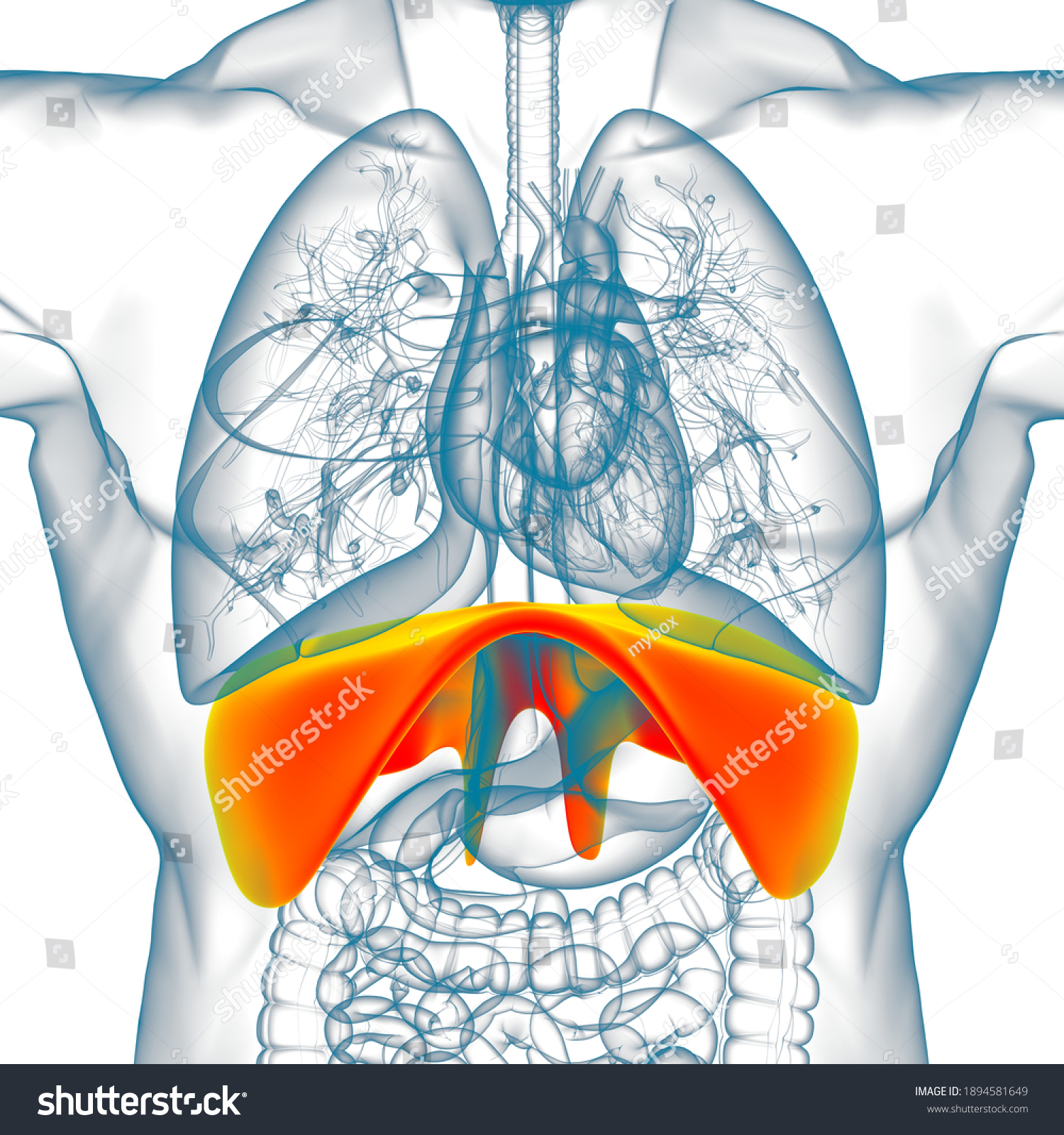 Diaphragm Human Respiratory System Anatomy Medical Stock Photo (Edit ...