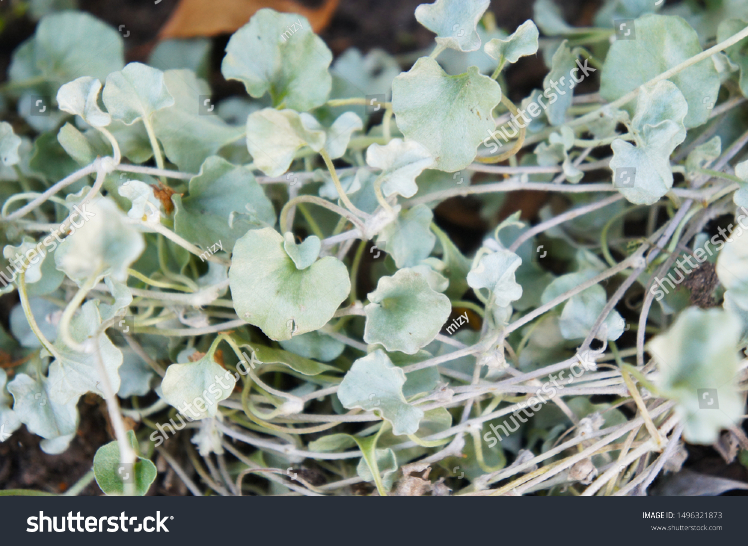 Dichondra Argentea Silver Falls Ponysfoots Green Stock Photo Edit Now