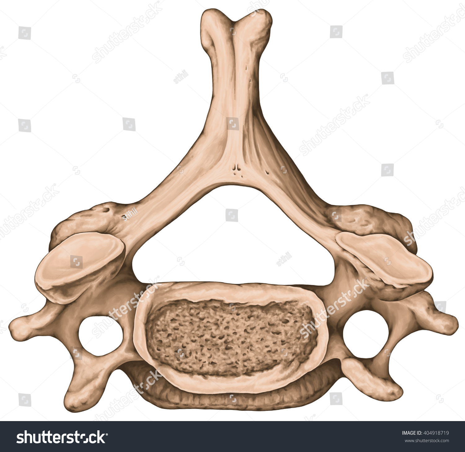Didactic Board Cervical Spine Common Vertebral Stock Illustration 404918719 Shutterstock 3257