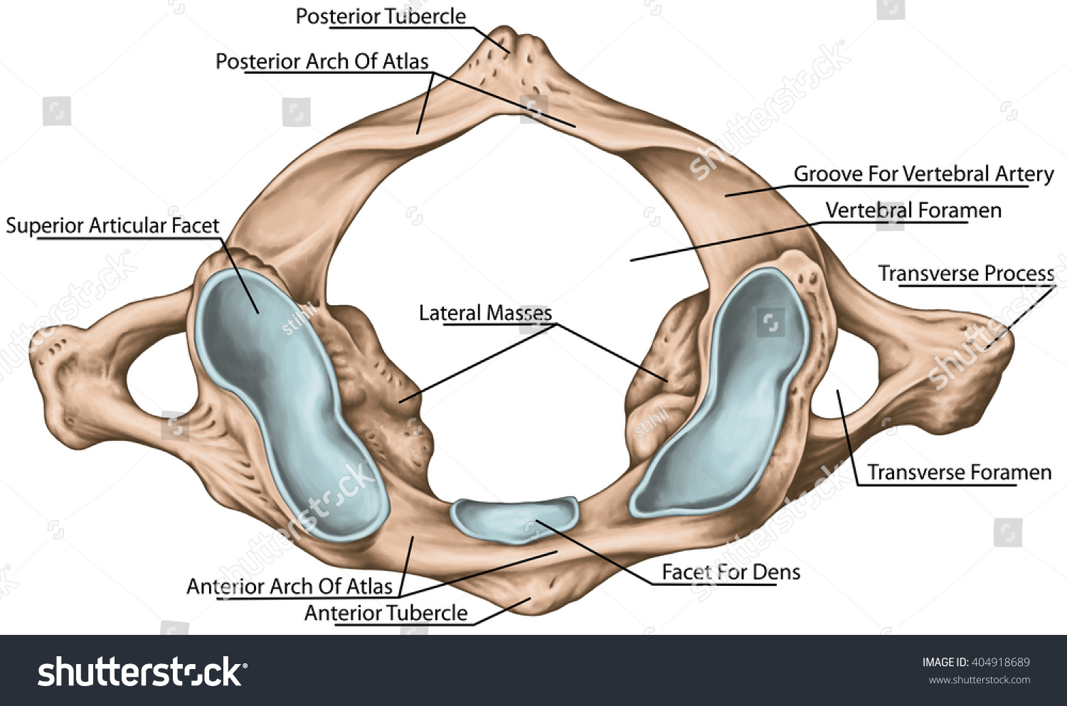 Cervical Vertebrae Atlas C1 8995