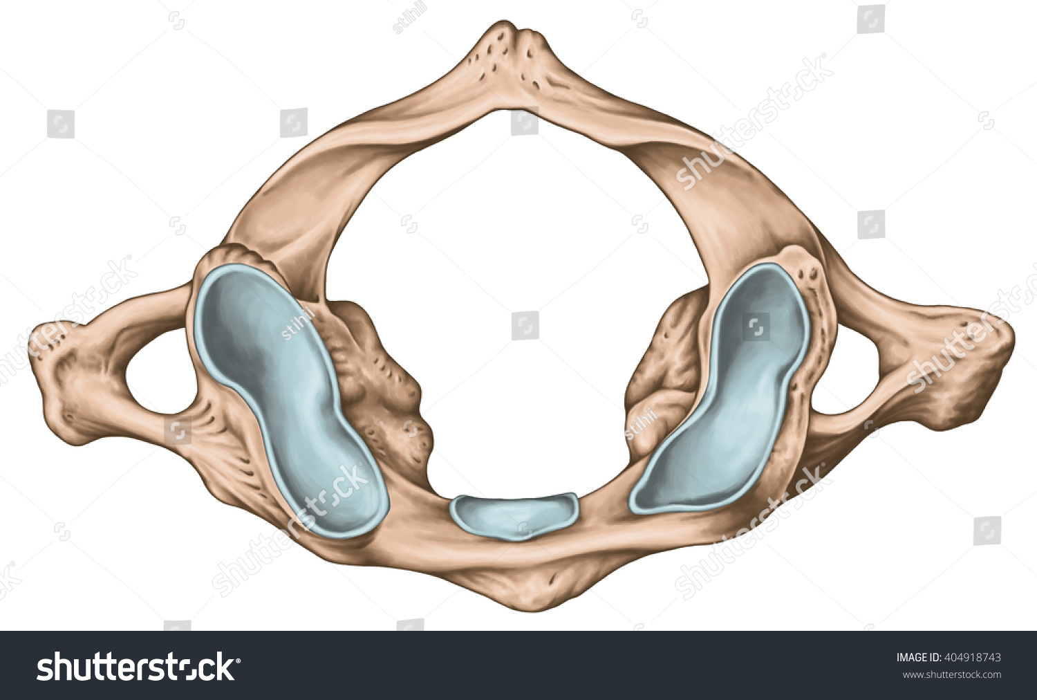 Didactic Board Cervical Spine Vertebral Morphology Stock Illustration Shutterstock