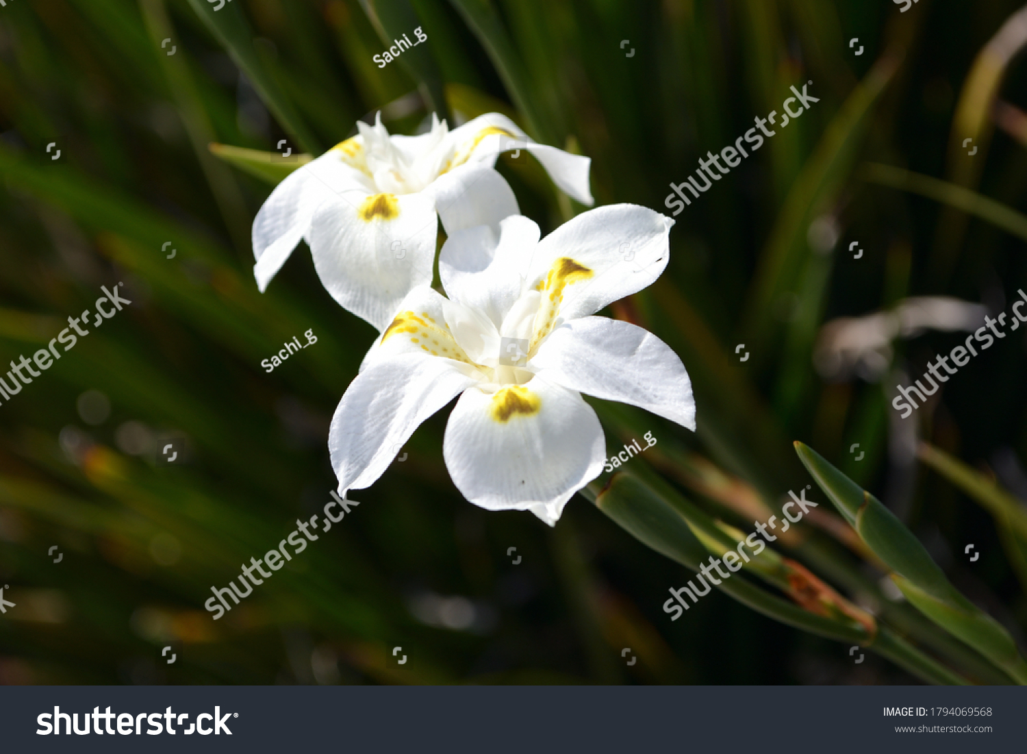 5 Lord howe wedding lily Images, Stock Photos & Vectors | Shutterstock