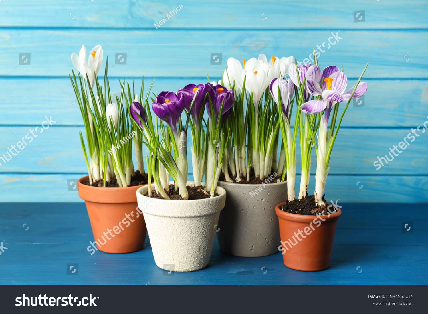 5,820 Crocus in pot Images, Stock Photos & Vectors | Shutterstock