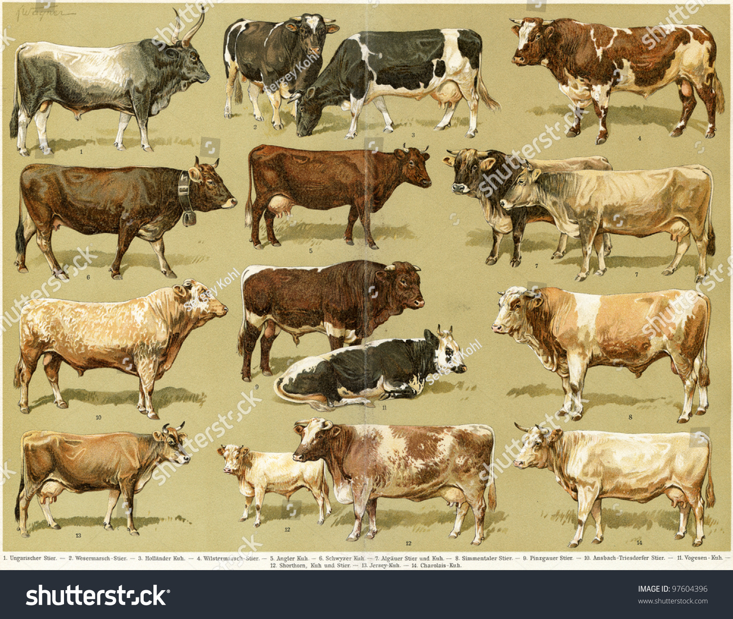 Different Types Of Cows Breeds