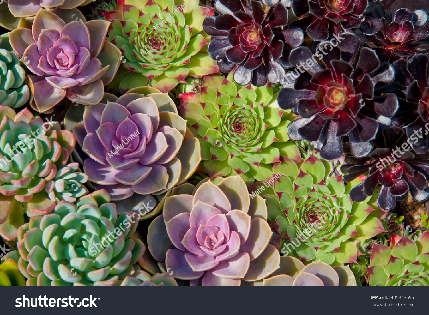 Different Colored Succulents Planted In Rows. Stock Photo 405943699 ...