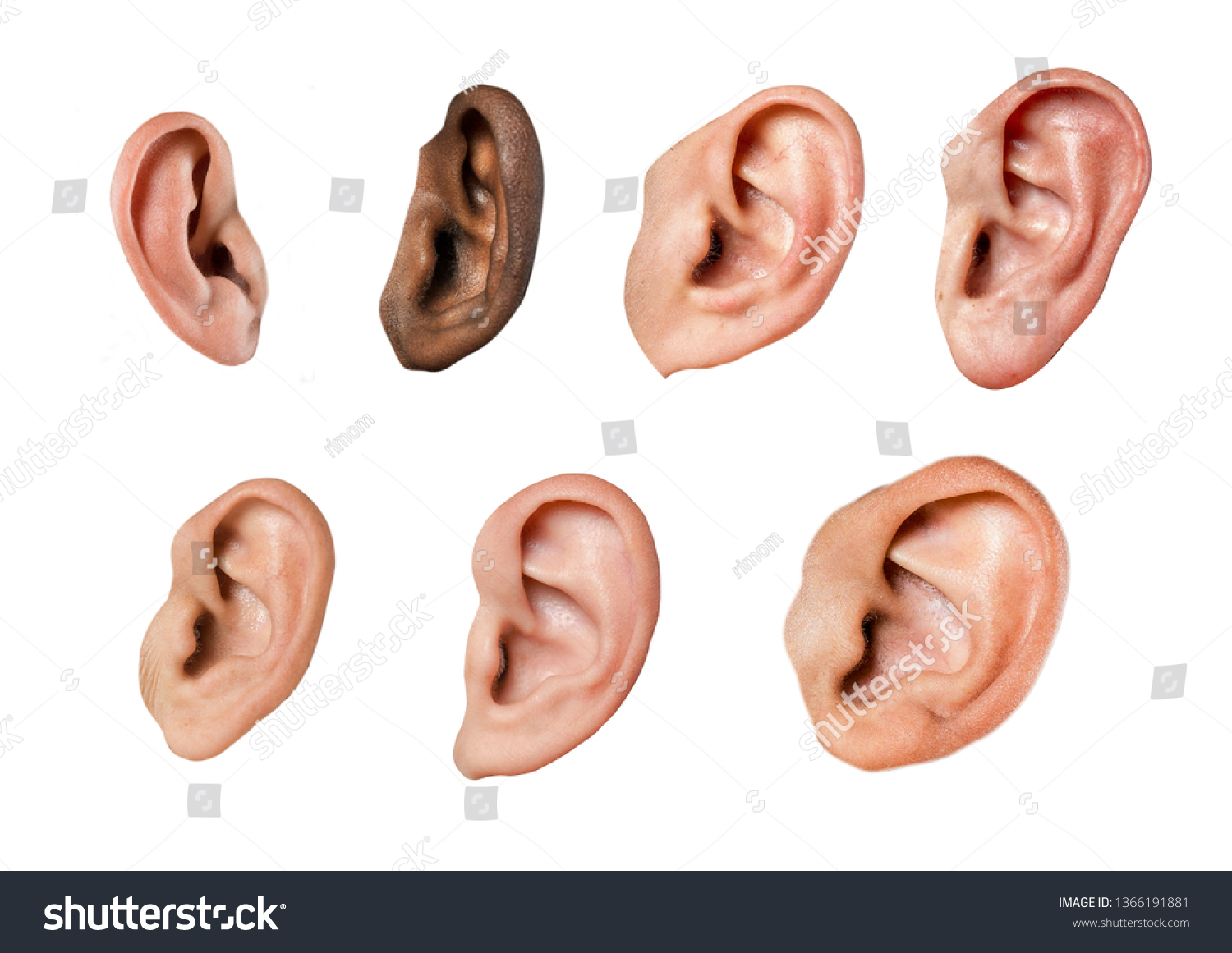 Different Ear Types Collection Isolated Stock Photo Edit Now 1366191881