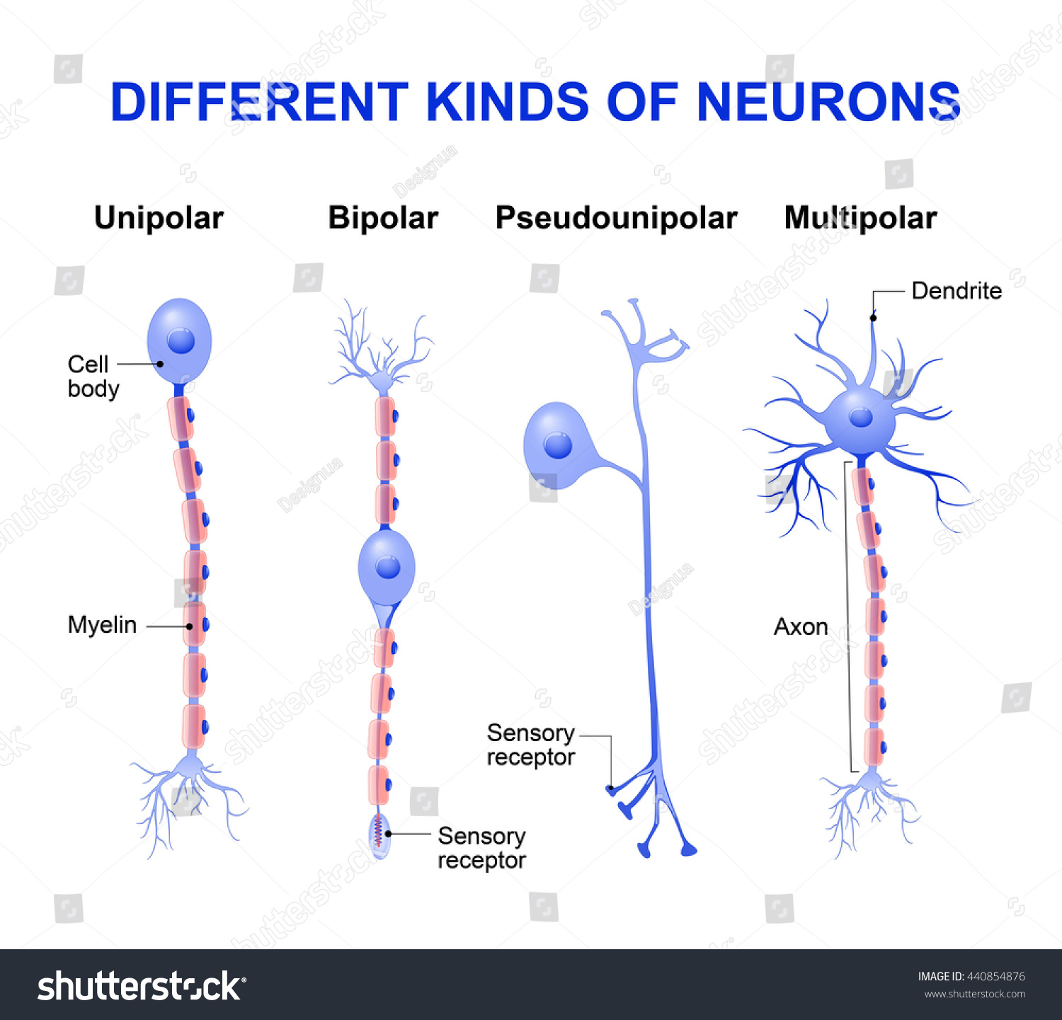 Different Kinds Neurons Structure Typical Neuron Stock Illustration ...