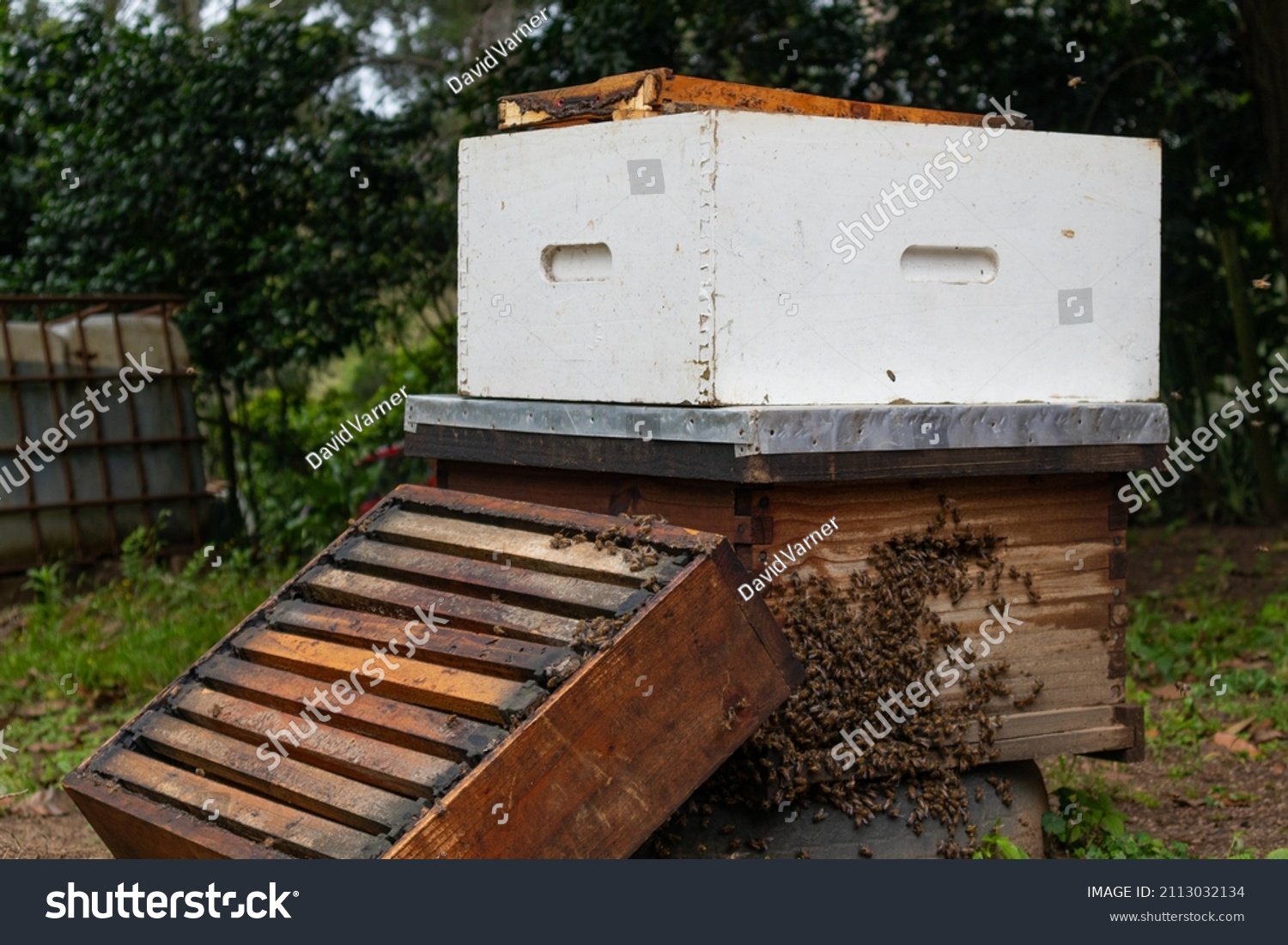 Different Parts Beehive Bees Stock Photo 2113032134 | Shutterstock