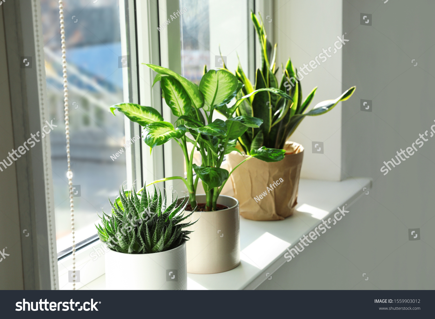 558,174 Plants on windows Images, Stock Photos & Vectors | Shutterstock
