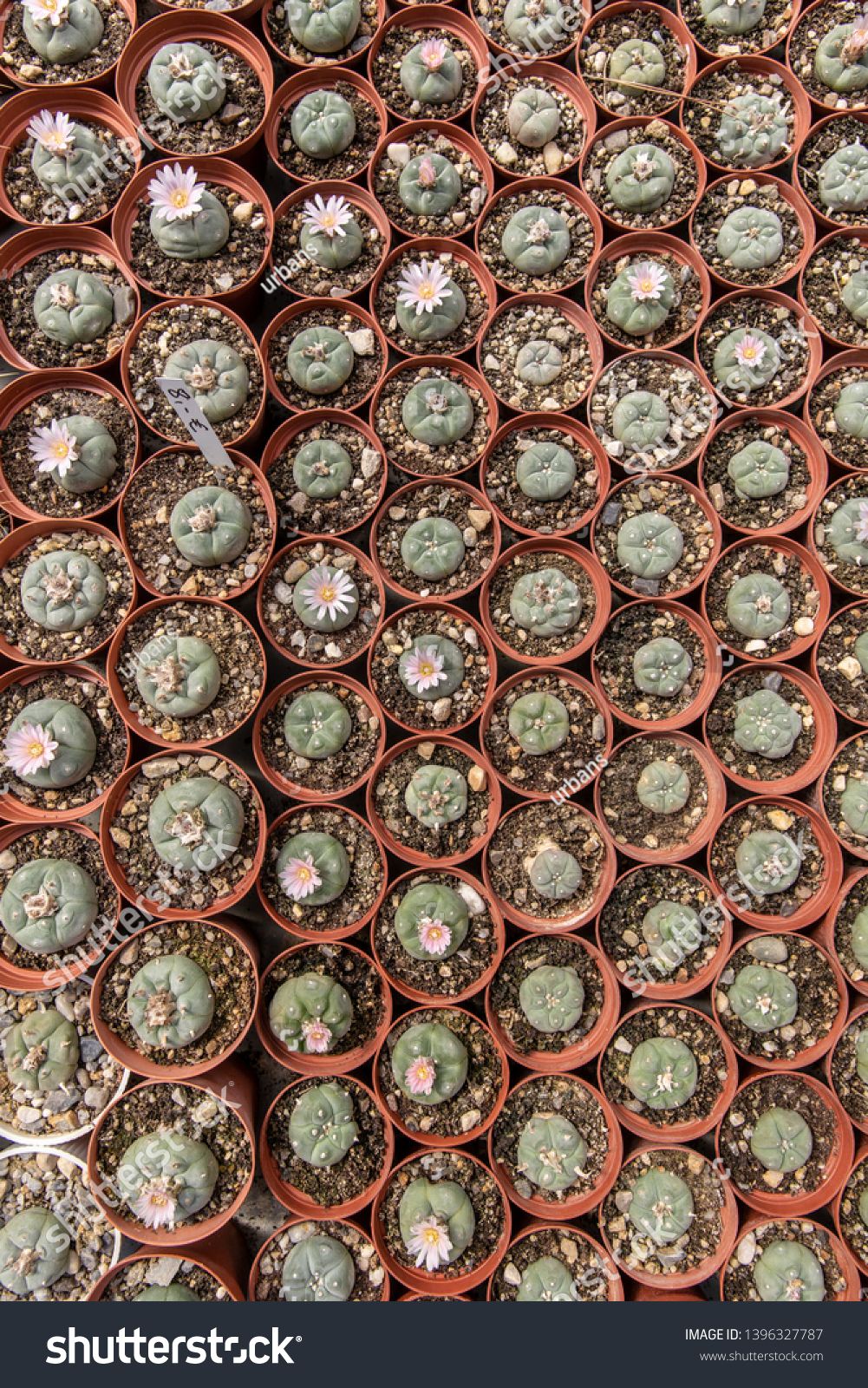 Different Species Cacti Nursery Give Bold Stock Photo Edit Now