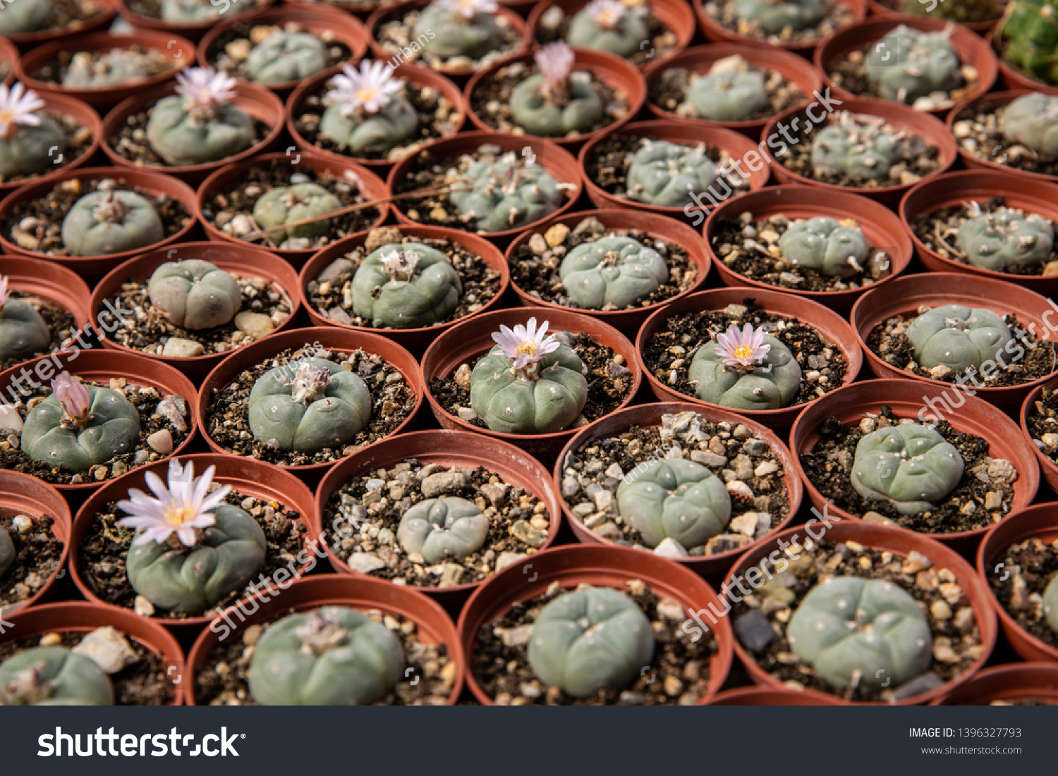 Different Species Cacti Nursery Give Bold Royalty Free Stock Image