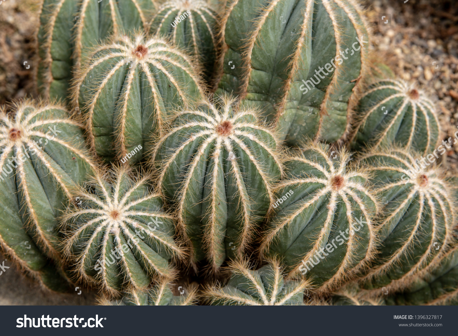 Different Species Cacti Nursery Give Bold Stock Photo Edit Now