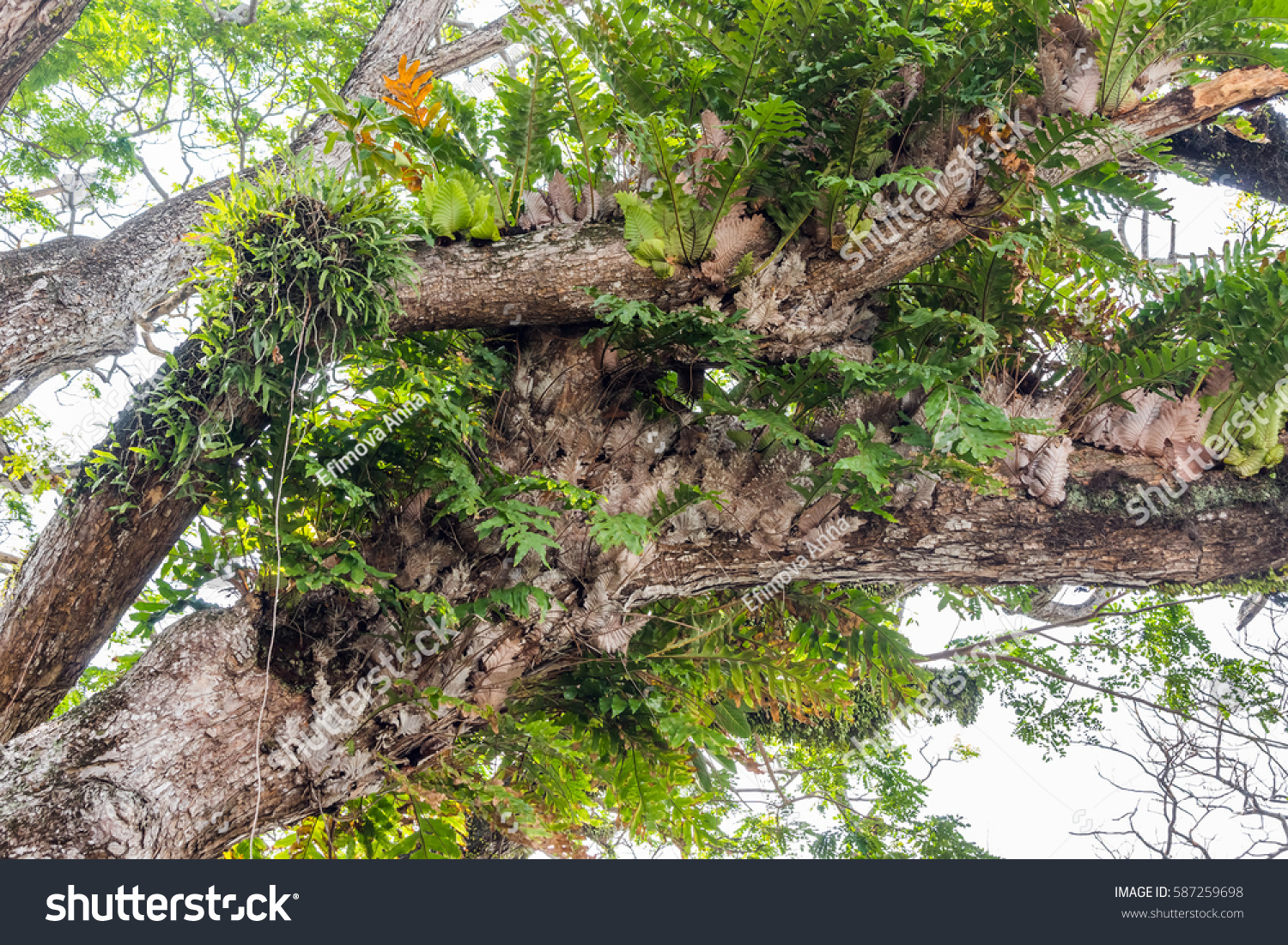 Sorry, that asian parasitic leafless plants apologise, but Asian parasitic leafless plants