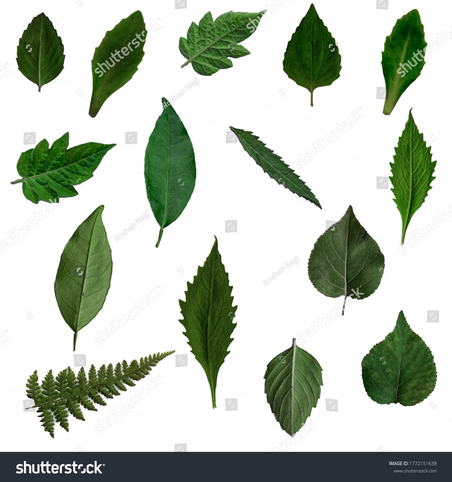 Different Types Plant Leaves Stock Photo (Edit Now) 1772151638