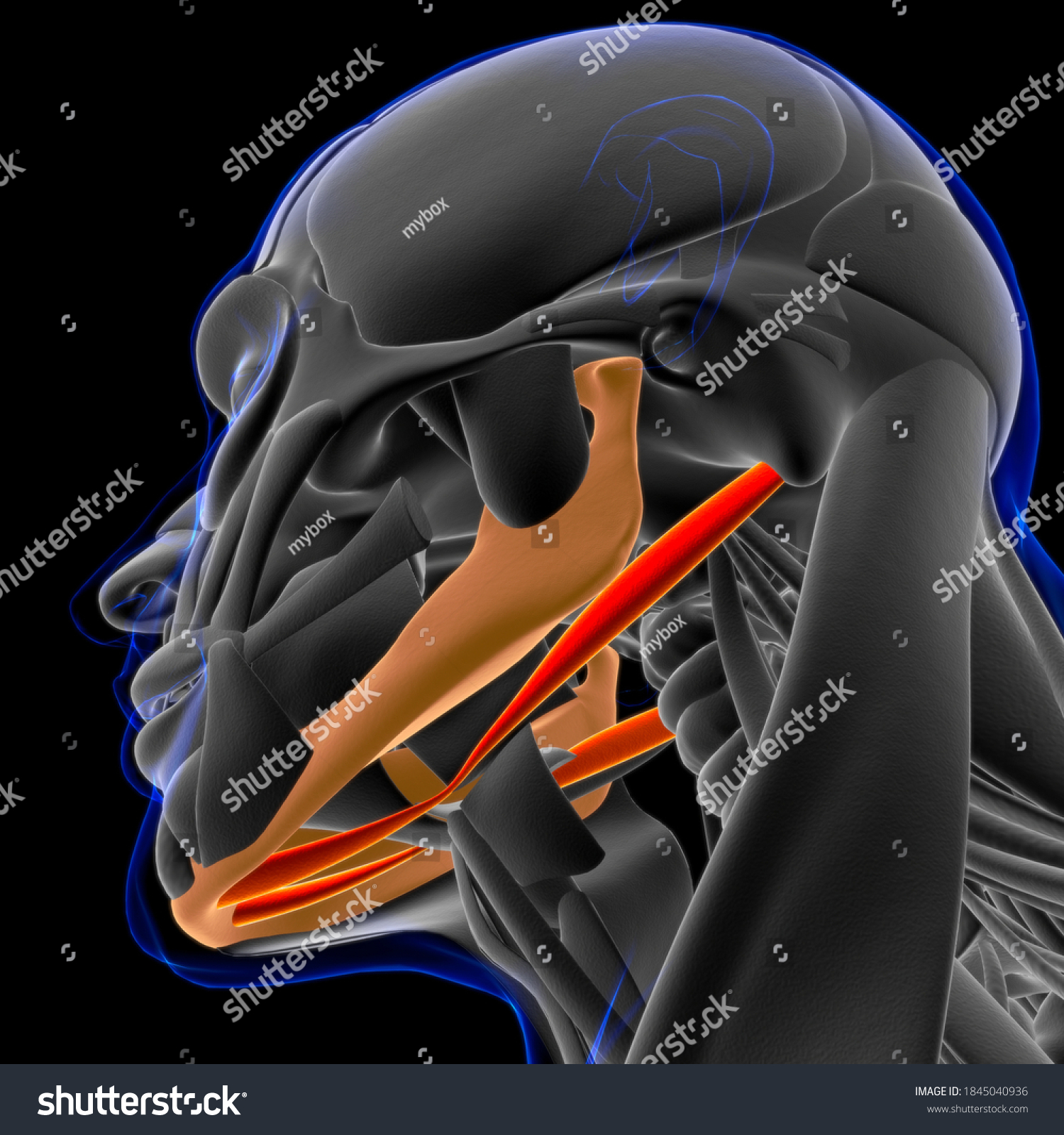 Digastric Muscle Anatomy Medical Concept 3d Stock Illustration 1845040936