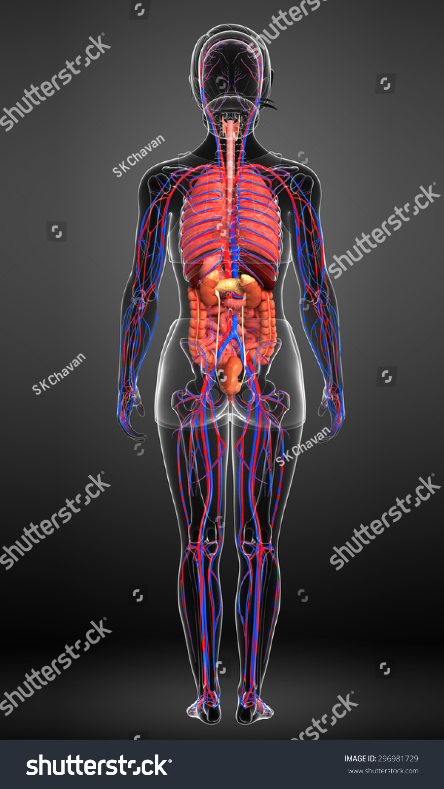 Digestive And Circulatory System Of Female Body Artwork Stock Photo ...