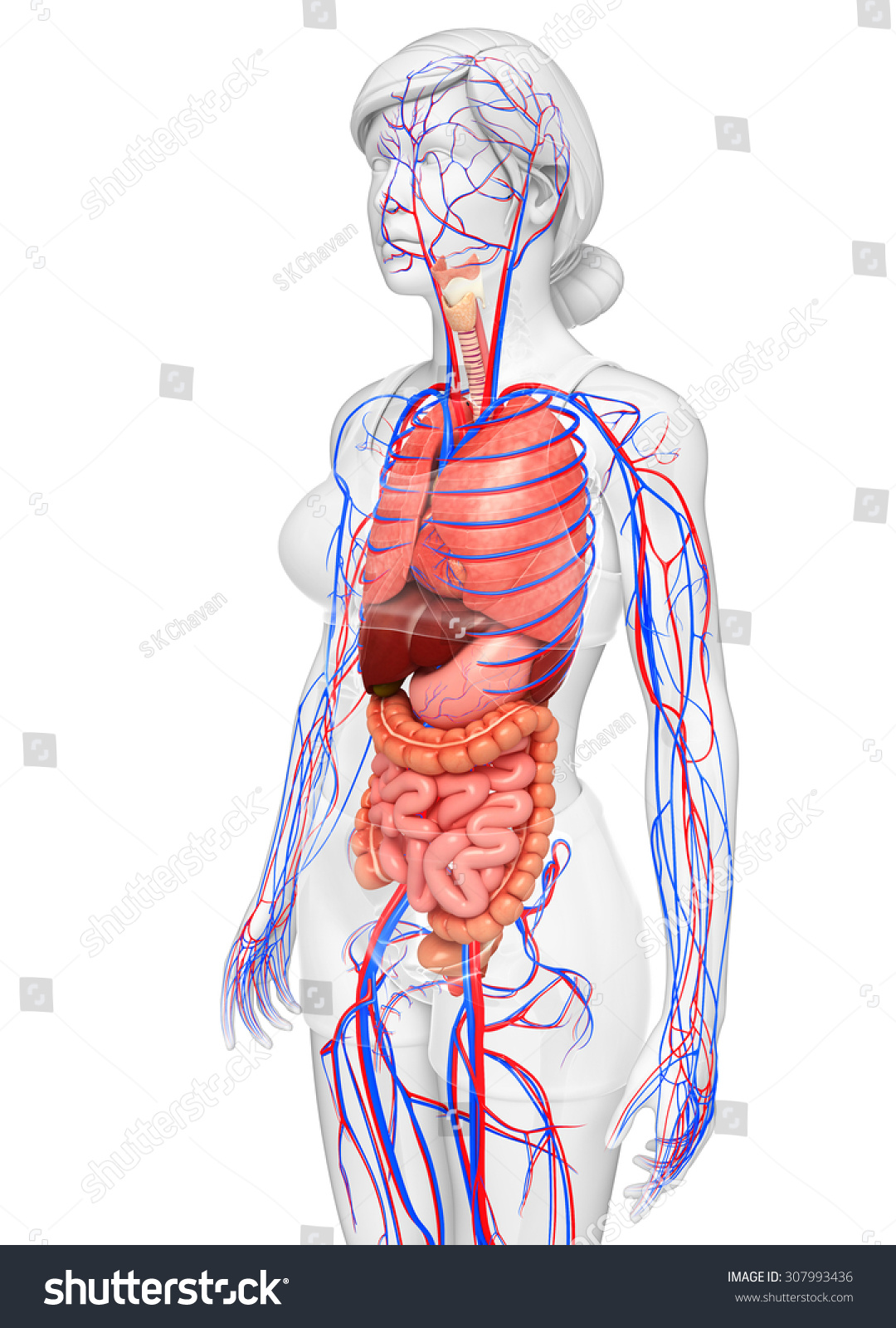 Digestive Circulatory System Female Body Artwork 스톡 일러스트 307993436 Shutterstock 7098