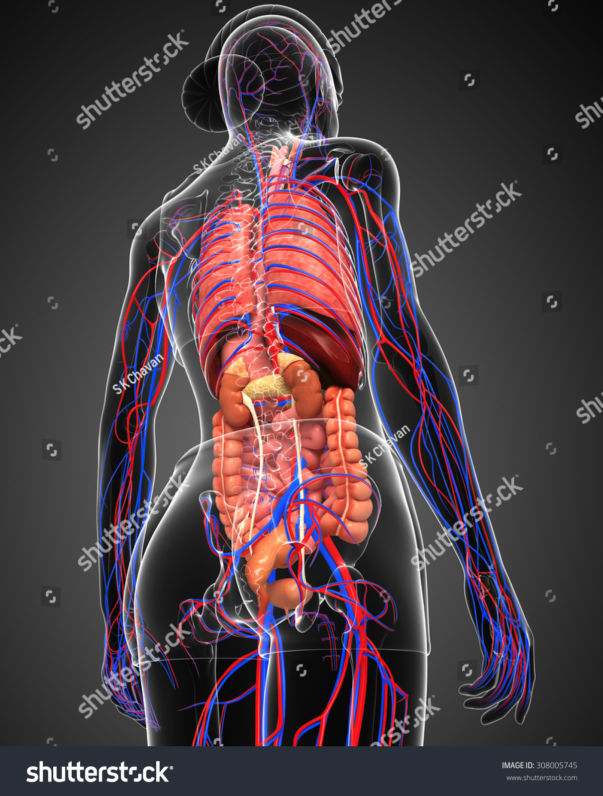 Digestive Circulatory System Female Body Artwork Stock Illustration ...