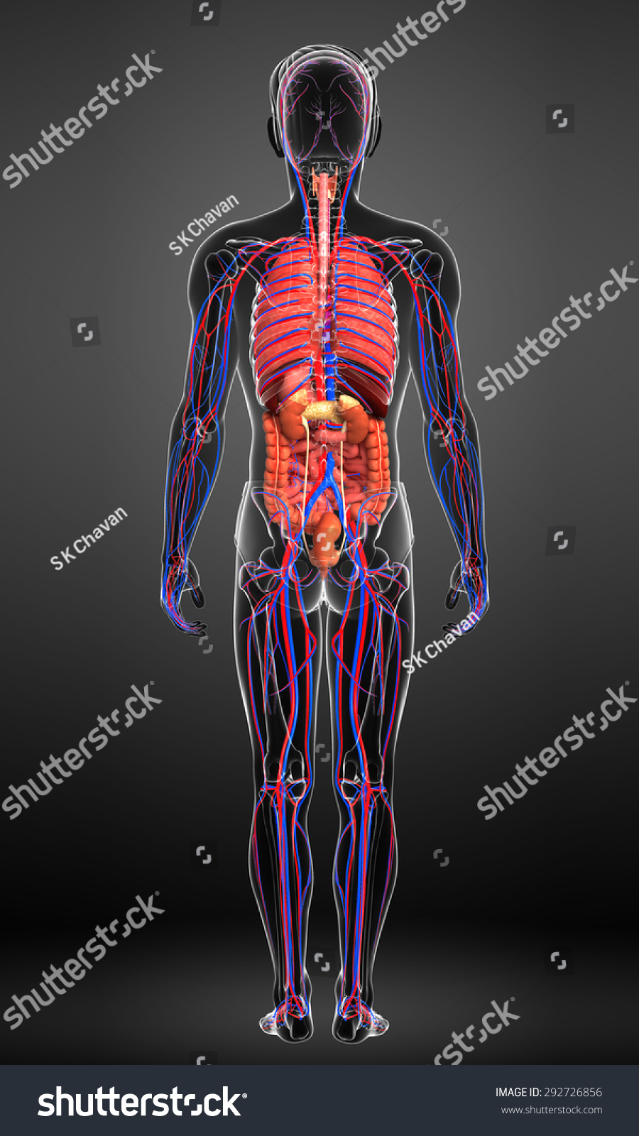 Digestive And Circulatory System Of Male Body Artwork Stock Photo ...