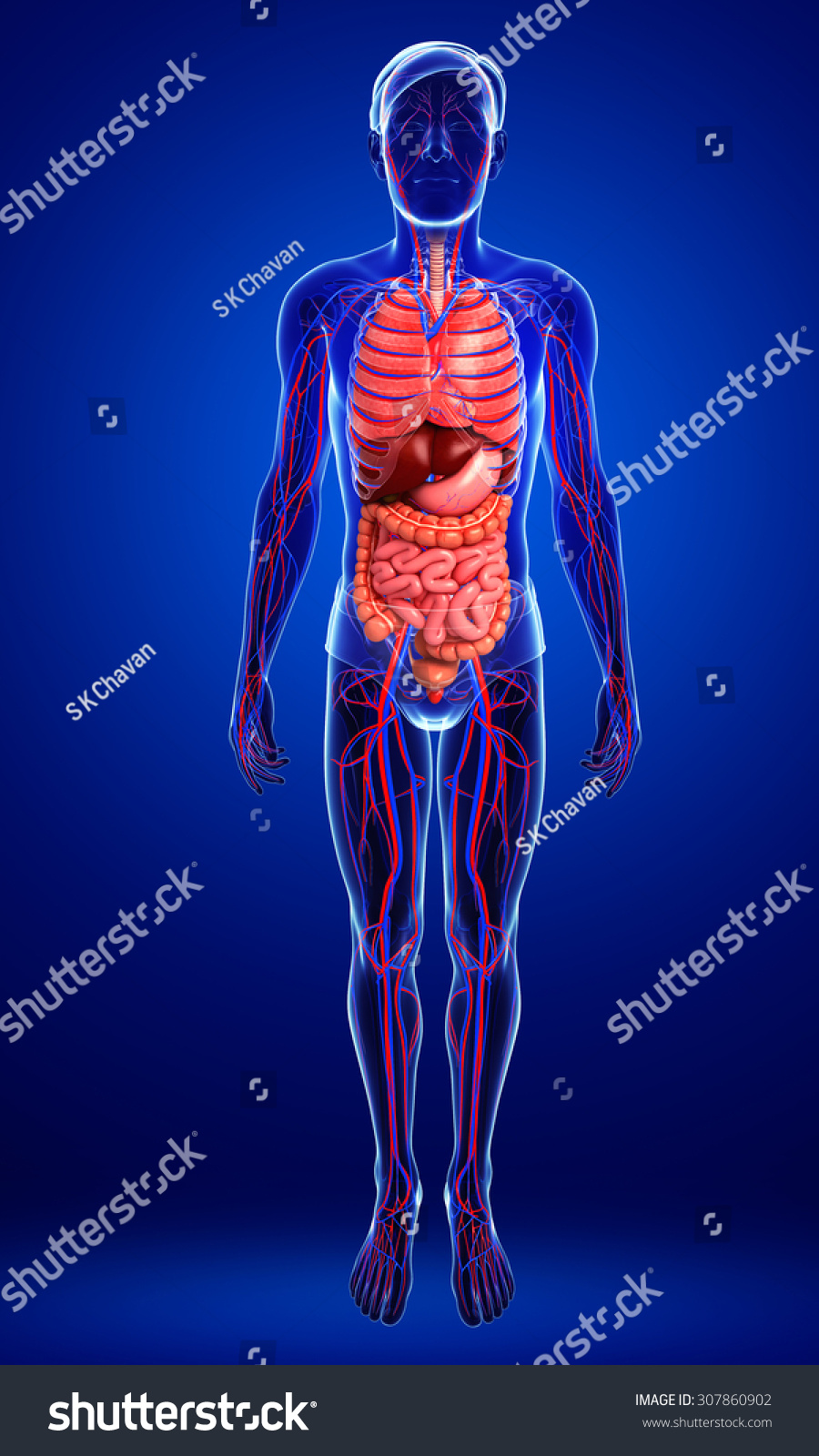 Digestive And Circulatory System Of Male Body Artwork Stock Photo ...