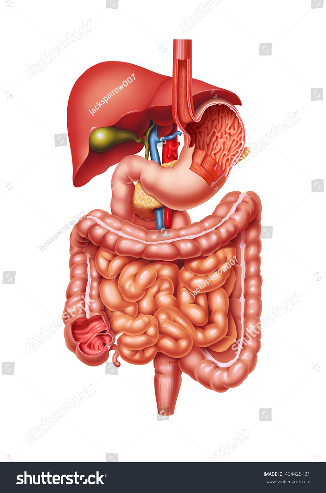 Digestive System Stock Photo 464425121 : Shutterstock