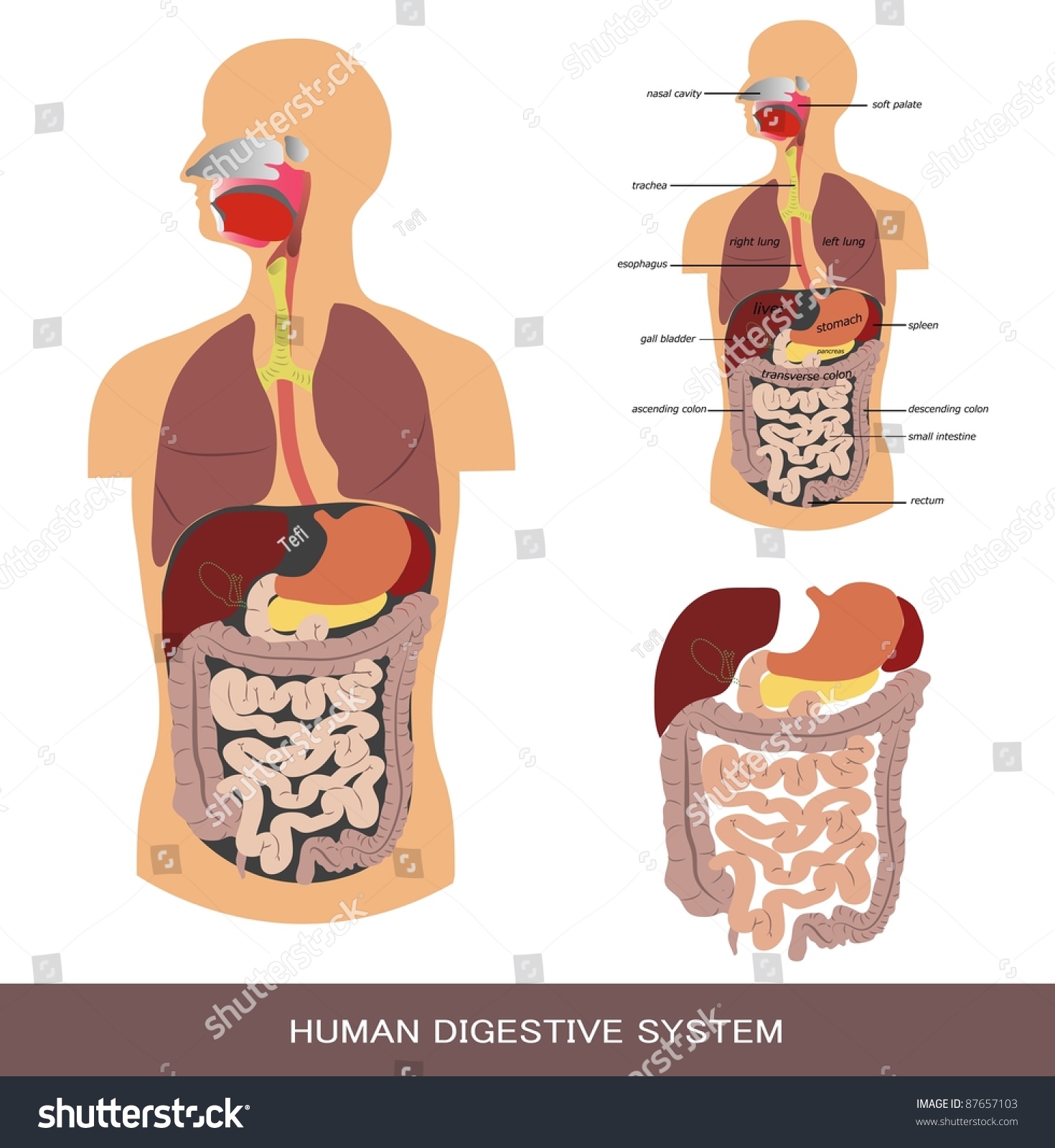 Digestive System, Detailed Medical Illustration. - 87657103 : Shutterstock