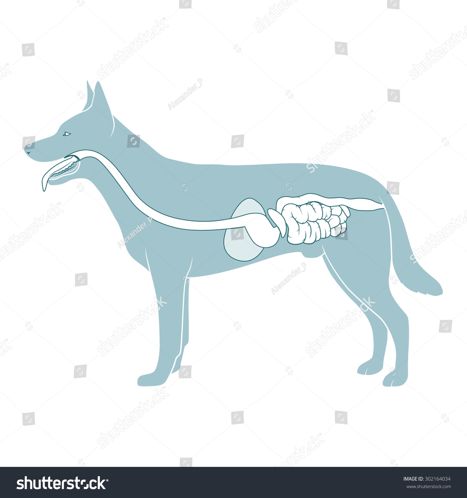 Digestive System Dog Raster Version Stock Illustration 302164034