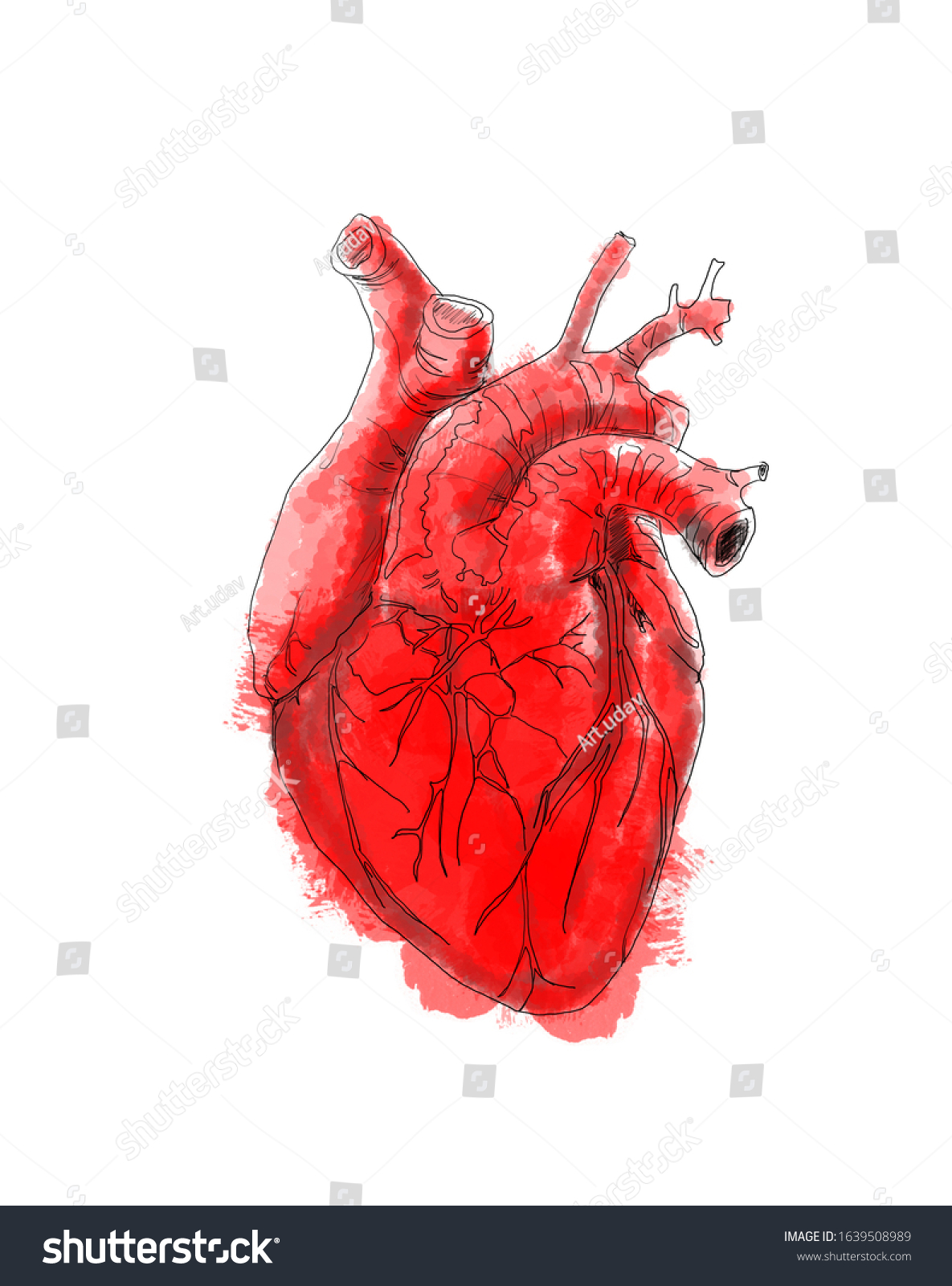 Digital Art Drawing Anatomy Heart Stock Illustration