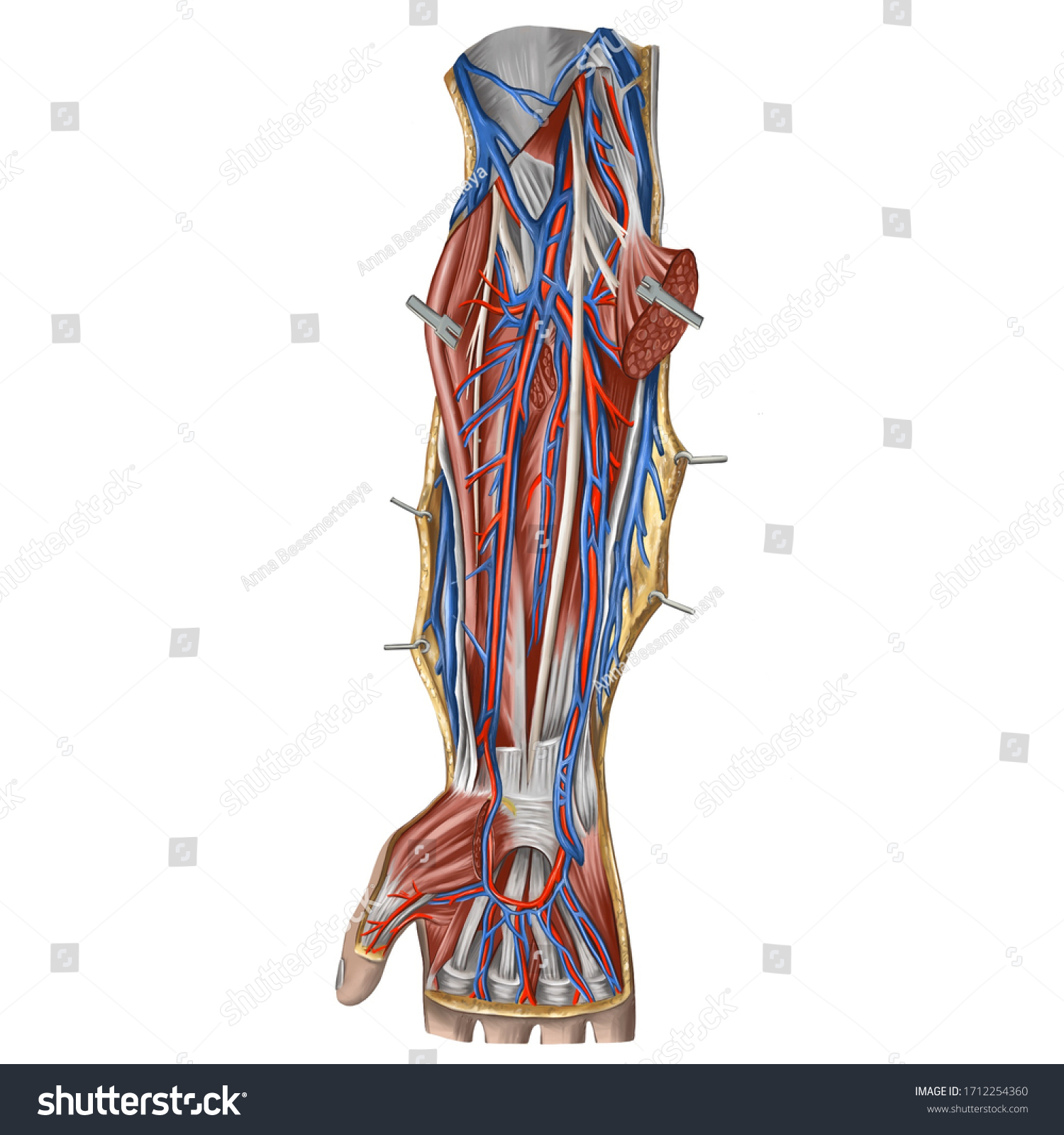 Digital Art Image Color Illustration Anatomy Stock Illustration 1712254360