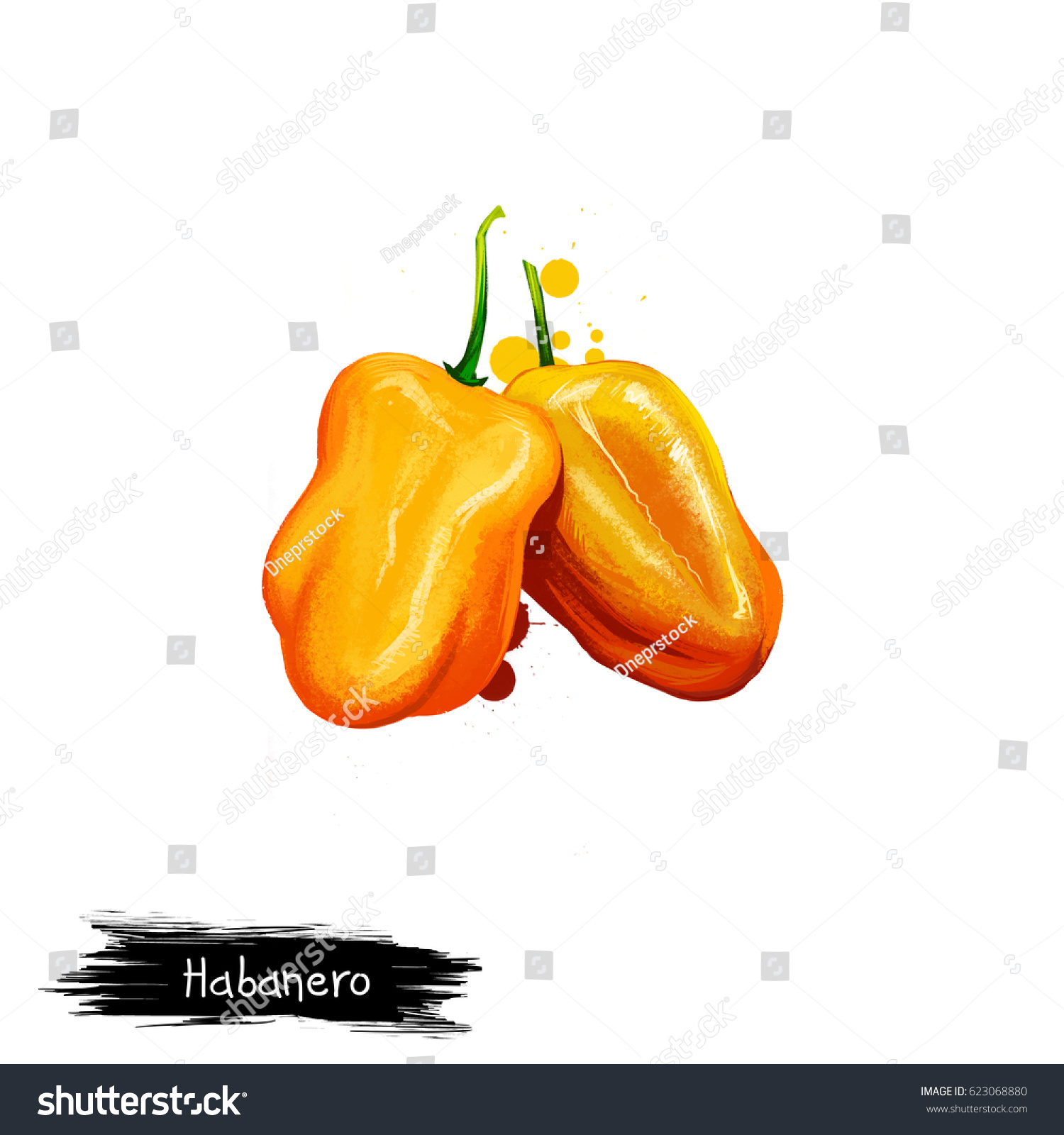 Digital Illustration Habanero Capsicum Chinense Pepper Stock Illustration 623068880