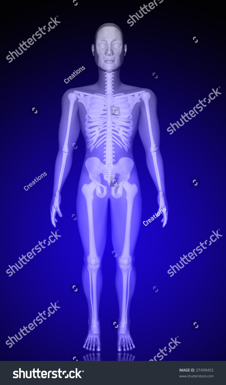 Digital Illustration Human Body Colour Background ilustración de stock