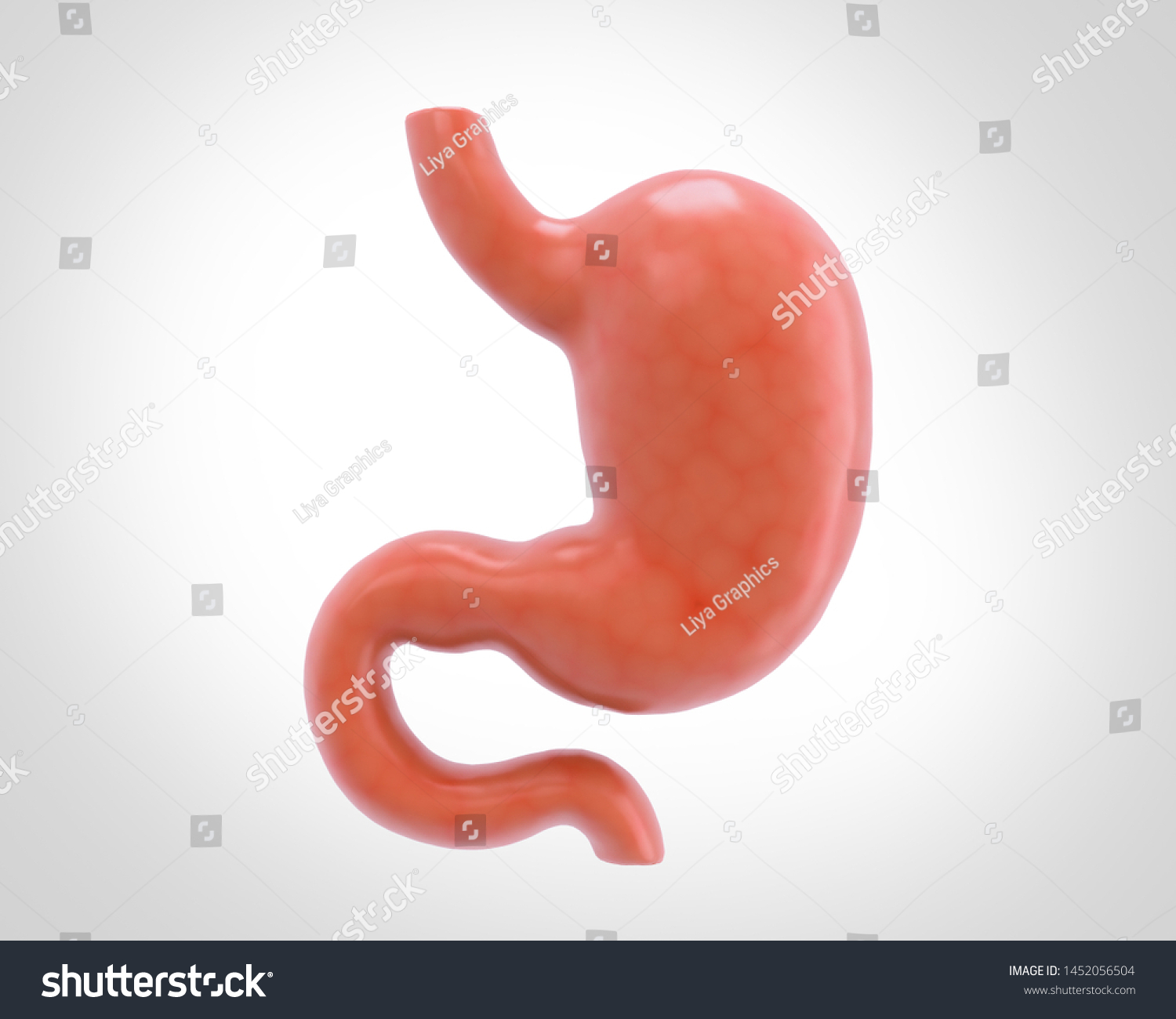 Digital Illustration Stomach 3d Render Stock Illustration 1452056504 ...